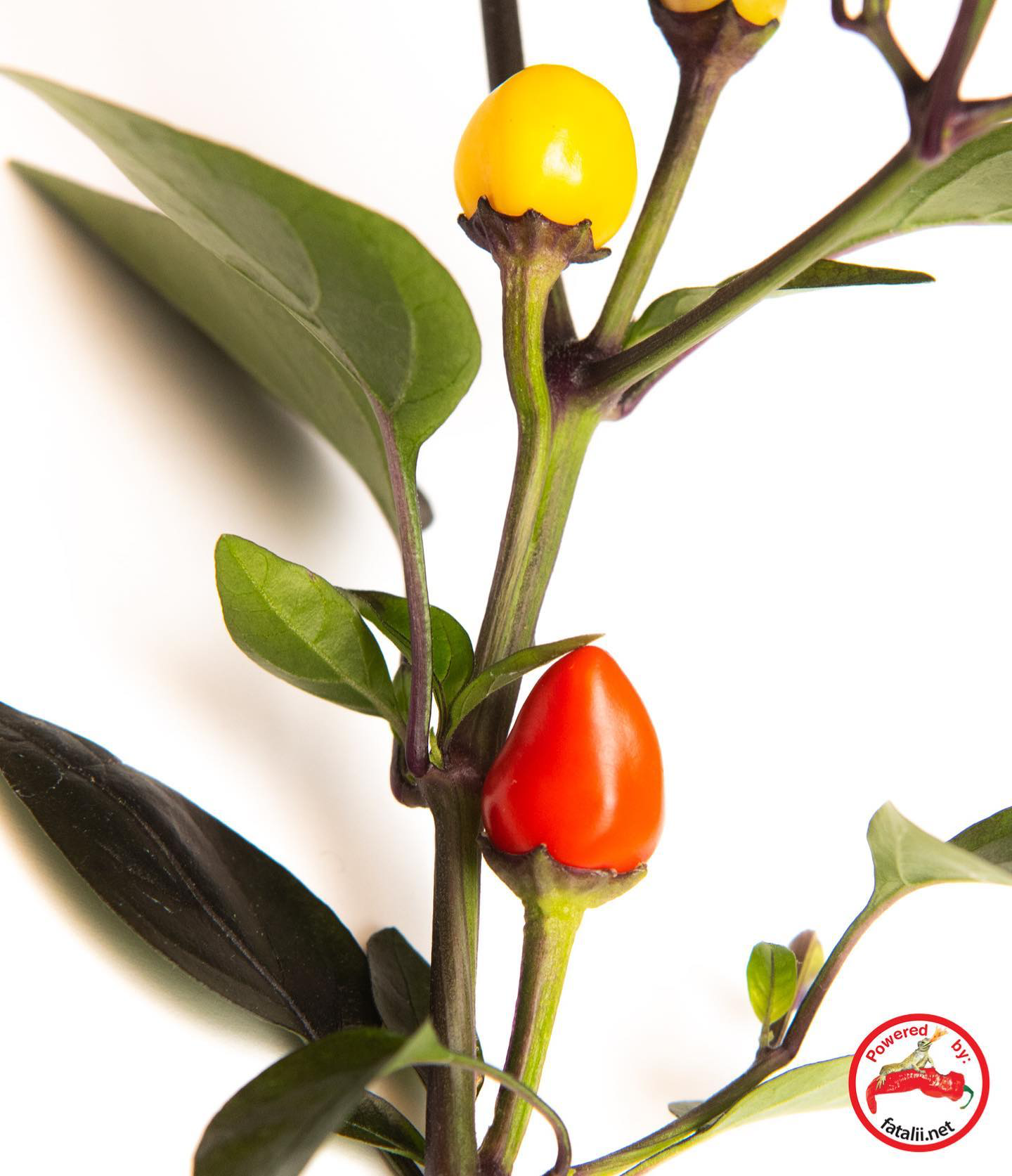 Bolivian Rainbow Fatalii Seeds