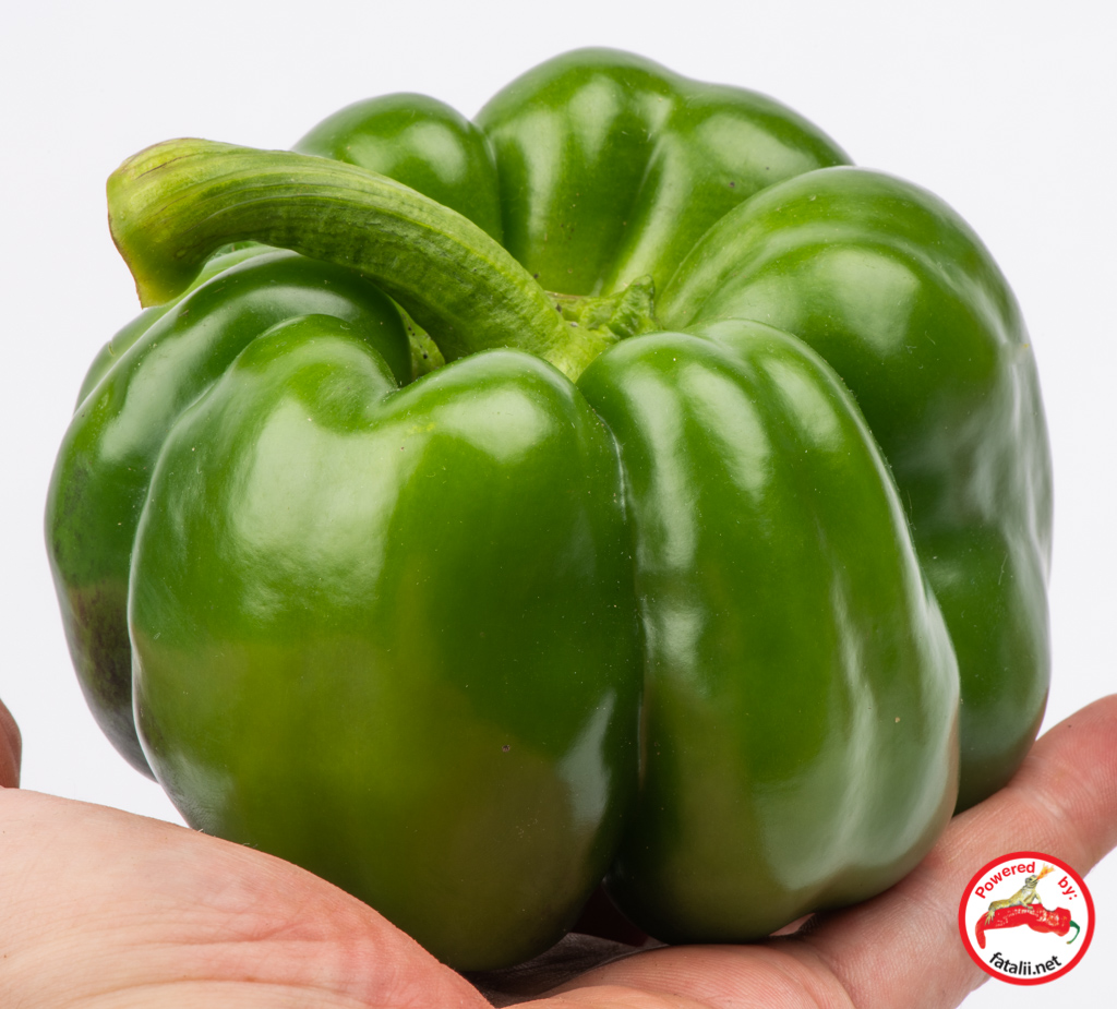 Spanish Giant Fatalii Seeds