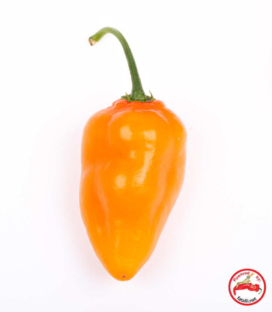 Rocoto, San Pedro Orange – Fatalii Seeds