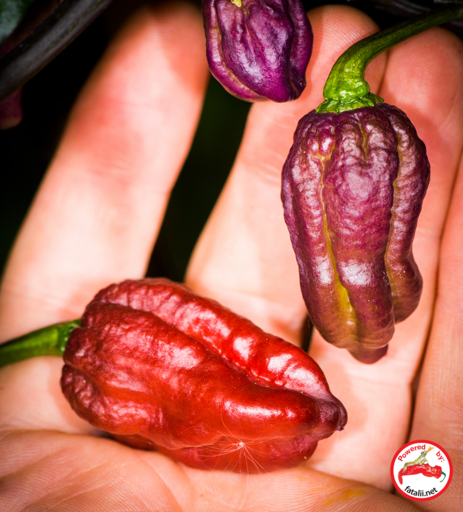 Yaki Blue Fawn » Fatalii Seeds