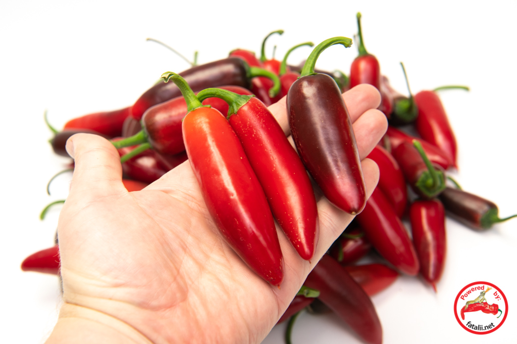 Jalapeno, Craigs’s Grande – Fatalii Seeds