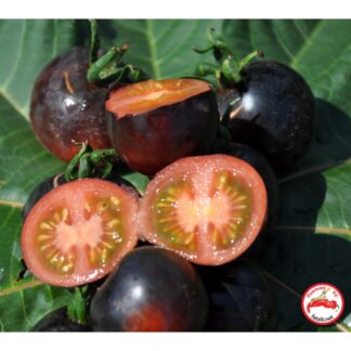 TOMATO: Indigo Rose