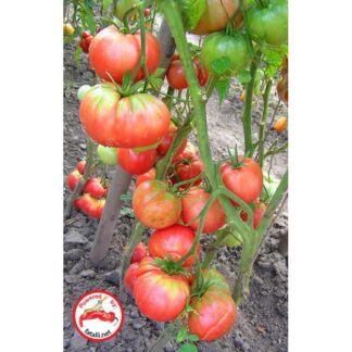 TOMATO: Kudesnik (Magician)