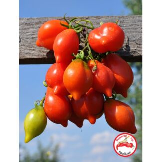 TOMATO: Mt. Vesuvius