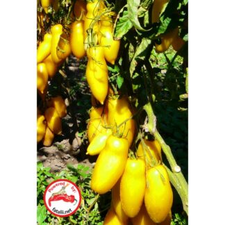 TOMATO: Roman Candle